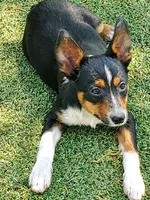 Boy 1, a male Pembroke Welsh Corgi and Toy Australian Shepherd for sale in Briggsdale, CO – Photo 2 of 6
