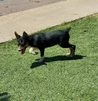 Boy 1, a male Pembroke Welsh Corgi and Toy Australian Shepherd for sale in Briggsdale, CO – Photo 4 of 6
