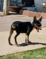 Boy 1, a male Pembroke Welsh Corgi and Toy Australian Shepherd for sale in Briggsdale, CO – Photo 3 of 6