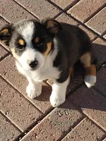 Girl 1, a female Australian Shepherd and Pembroke Welsh Corgi for sale in Briggsdale, CO – Photo 5 of 9