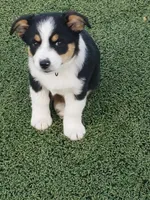 Girl 1, a female Australian Shepherd and Pembroke Welsh Corgi for sale in Briggsdale, CO – Photo 3 of 9