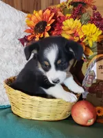 Girl 1, a female Australian Shepherd and Pembroke Welsh Corgi for sale in Briggsdale, CO – Photo 8 of 9