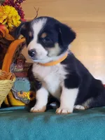 Girl 1, a female Australian Shepherd and Pembroke Welsh Corgi for sale in Briggsdale, CO – Photo 7 of 9