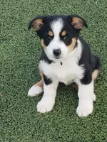 Girl 1, a female Australian Shepherd and Pembroke Welsh Corgi for sale in Briggsdale, CO – Photo 2 of 9