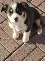 Girl 1, a female Australian Shepherd and Pembroke Welsh Corgi for sale in Briggsdale, CO – Photo 6 of 9