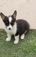 Auggie boy 2, a male Pembroke Welsh Corgi and Toy Australian Shepherd for sale in Briggsdale, CO – Photo 3 of 5