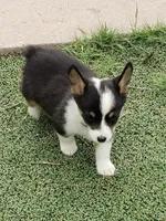Auggie boy 2, a male Pembroke Welsh Corgi and Toy Australian Shepherd for sale in Briggsdale, CO – Photo 2 of 5