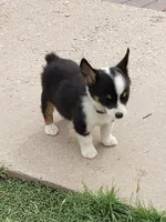 Auggie boy 2, a male Pembroke Welsh Corgi and Toy Australian Shepherd for sale in Briggsdale, CO – Photo 4 of 5