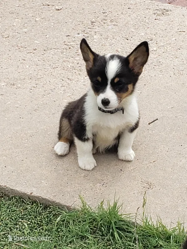 Auggie boy 2, a male Pembroke Welsh Corgi and Toy Australian Shepherd for sale in Briggsdale, CO – Photo 1 of 5