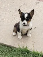 Auggie boy 2, a male Pembroke Welsh Corgi and Toy Australian Shepherd for sale in Briggsdale, CO – Photo 1 of 5