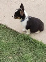 Auggie boy 2, a male Pembroke Welsh Corgi and Toy Australian Shepherd for sale in Briggsdale, CO – Photo 5 of 5
