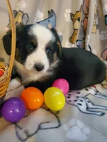Black Male 2, a male Pembroke Welsh Corgi and Miniature Australian Shepherd for sale in Briggsdale, CO – Photo 1 of 4