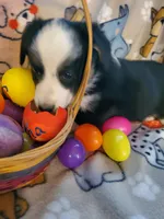 Black Male 2, a male Pembroke Welsh Corgi and Miniature Australian Shepherd for sale in Briggsdale, CO – Photo 4 of 4