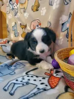 Black Male 2, a male Pembroke Welsh Corgi and Miniature Australian Shepherd for sale in Briggsdale, CO – Photo 3 of 4