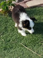 Auggie Male, a male Pembroke Welsh Corgi and Toy Australian Shepherd for sale in Briggsdale, CO – Photo 5 of 6