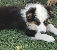 Auggie Male, a male Pembroke Welsh Corgi and Toy Australian Shepherd for sale in Briggsdale, CO – Photo 6 of 6