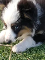 Auggie Male, a male Pembroke Welsh Corgi and Toy Australian Shepherd for sale in Briggsdale, CO – Photo 4 of 6