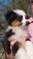Auggie Male, a male Pembroke Welsh Corgi and Toy Australian Shepherd for sale in Briggsdale, CO – Photo 2 of 6