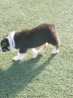 Auggie Girl, a female Australian Shepherd and Pembroke Welsh Corgi for sale in Briggsdale, CO – Photo 3 of 3