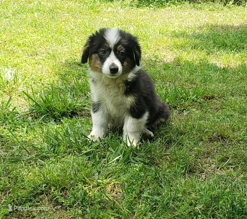 Auggie Girl, a female Australian Shepherd and Pembroke Welsh Corgi for sale in Briggsdale, CO – Photo 1 of 3