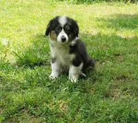 Auggie Girl, a female Australian Shepherd and Pembroke Welsh Corgi for sale in Briggsdale, CO – Photo 1 of 3