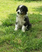 Auggie Girl, a female Australian Shepherd and Pembroke Welsh Corgi for sale in Briggsdale, CO – Photo 2 of 3