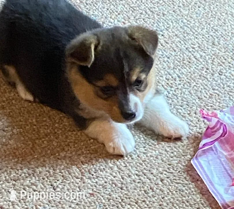 Corgi 2, a female Pembroke Welsh Corgi for sale in Briggsdale, CO – Photo 4 of 4