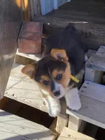 Corgi 2, a female Pembroke Welsh Corgi for sale in Briggsdale, CO – Photo 3 of 4