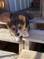 Corgi 2, a female Pembroke Welsh Corgi for sale in Briggsdale, CO – Photo 2 of 4