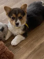 Corgi 2, a female Pembroke Welsh Corgi for sale in Briggsdale, CO – Photo 1 of 4