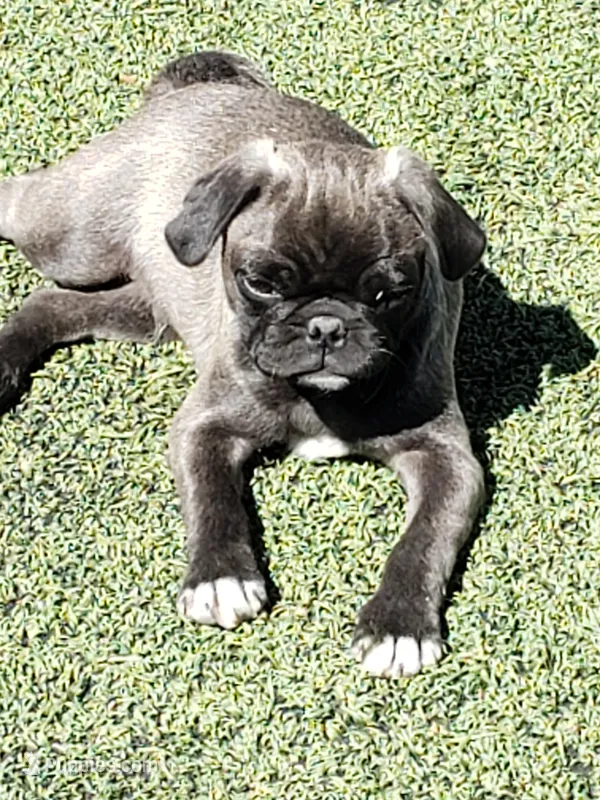 Boy 5 Blue Collar, a male Pug for sale in Briggsdale, CO – Photo 1 of 5