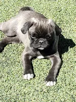 Boy 5 Blue Collar, a male Pug for sale in Briggsdale, CO – Photo 1 of 5