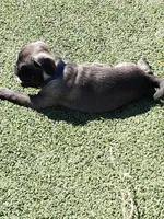 Boy 5 Blue Collar, a male Pug for sale in Briggsdale, CO – Photo 4 of 5