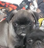 Boy 5 Blue Collar, a male Pug for sale in Briggsdale, CO – Photo 3 of 5