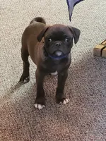 Boy 5 Blue Collar, a male Pug for sale in Briggsdale, CO – Photo 2 of 5