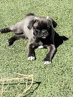 Boy 5 Blue Collar, a male Pug for sale in Briggsdale, CO – Photo 5 of 5