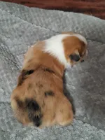 Red Girl 2, a female Pembroke Welsh Corgi and Toy Australian Shepherd for sale in Briggsdale, CO – Photo 8 of 10