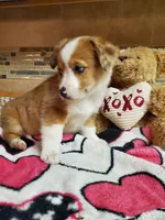 Red Girl 2, a female Pembroke Welsh Corgi and Toy Australian Shepherd for sale in Briggsdale, CO – Photo 10 of 10