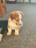 Red Girl 2, a female Pembroke Welsh Corgi and Toy Australian Shepherd for sale in Briggsdale, CO – Photo 3 of 10
