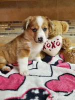 Red Girl 2, a female Pembroke Welsh Corgi and Toy Australian Shepherd for sale in Briggsdale, CO – Photo 1 of 10