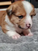 Red Girl 2, a female Pembroke Welsh Corgi and Toy Australian Shepherd for sale in Briggsdale, CO – Photo 7 of 10