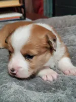 Red Girl 2, a female Pembroke Welsh Corgi and Toy Australian Shepherd for sale in Briggsdale, CO – Photo 6 of 10