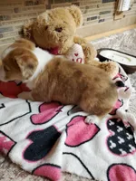 Red Girl 2, a female Pembroke Welsh Corgi and Toy Australian Shepherd for sale in Briggsdale, CO – Photo 2 of 10