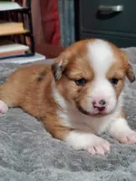 Red Girl 2, a female Pembroke Welsh Corgi and Toy Australian Shepherd for sale in Briggsdale, CO – Photo 5 of 10