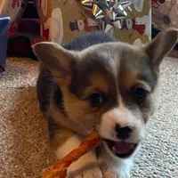 Missy, a female Pembroke Welsh Corgi for sale in Briggsdale, CO – Photo 5 of 5