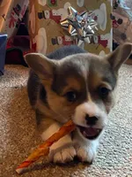 Missy, a female Pembroke Welsh Corgi for sale in Briggsdale, CO – Photo 5 of 5