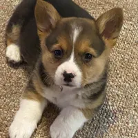 Missy, a female Pembroke Welsh Corgi for sale in Briggsdale, CO – Photo 2 of 5