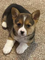 Missy, a female Pembroke Welsh Corgi for sale in Briggsdale, CO – Photo 2 of 5