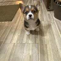 Missy, a female Pembroke Welsh Corgi for sale in Briggsdale, CO – Photo 3 of 5