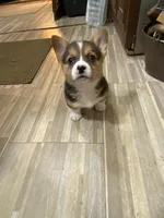 Missy, a female Pembroke Welsh Corgi for sale in Briggsdale, CO – Photo 3 of 5